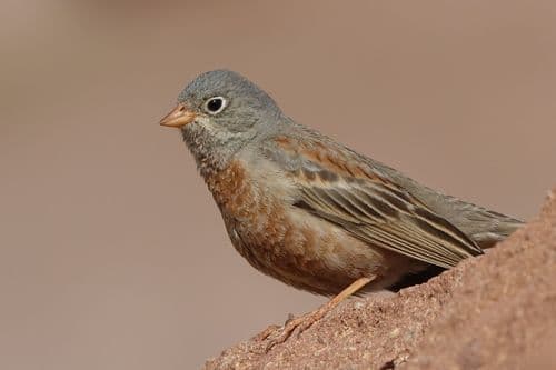 Grey-necked Bunting