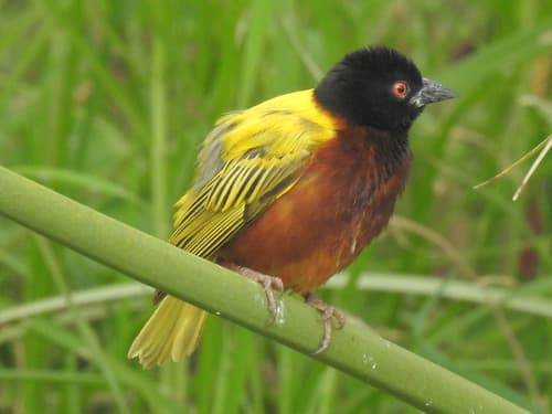 Golden-backed Weaver