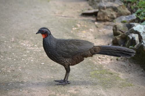 Rusty-margined Guan