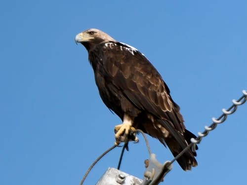 Spanish Eagle