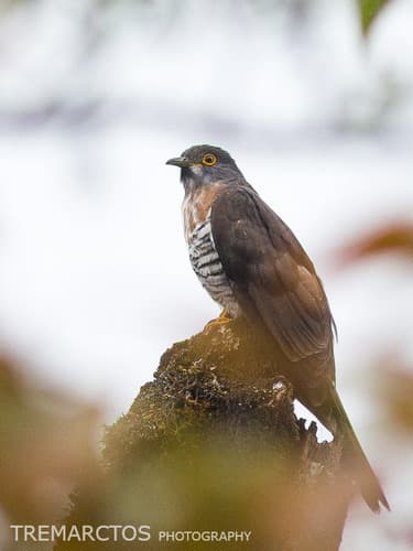 Large Hawk-Cuckoo