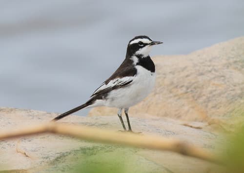 Mekong Wagtail