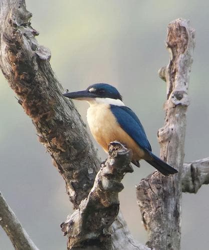 Melanesian Kingfisher
