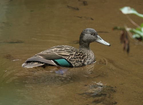 Meller's Duck