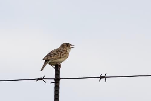 Melodious Lark