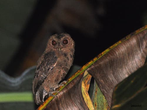 Mentawai Scops-Owl