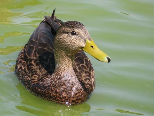 Mexican Duck