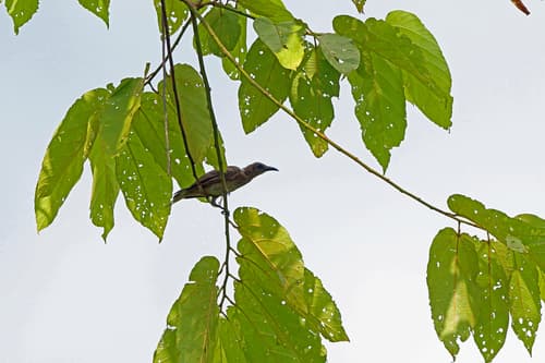 Meyer's Friarbird