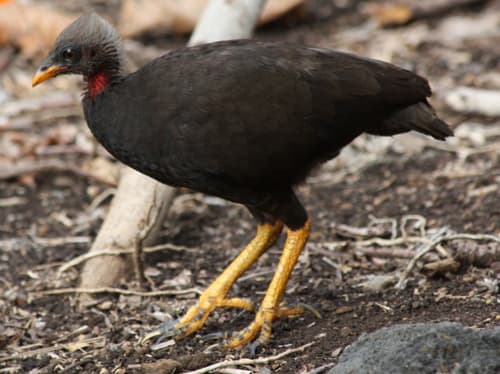 Micronesian Megapode