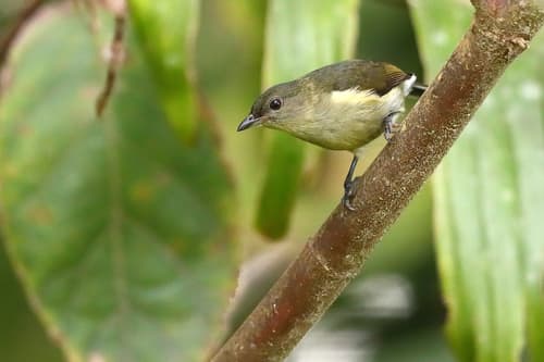 Mid-mountain Berrypecker