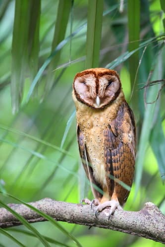 Minahasa Masked Owl