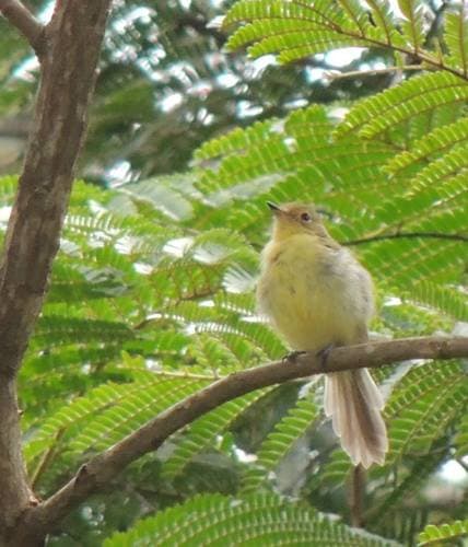 Minas Gerais Tyrannulet