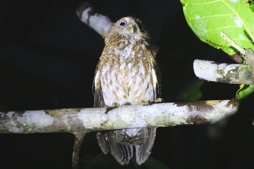 Mindanao Boobook