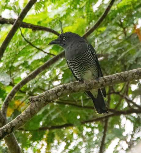Mindanao Cuckooshrike