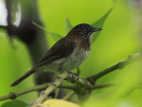 Mindanao Pygmy-Babbler