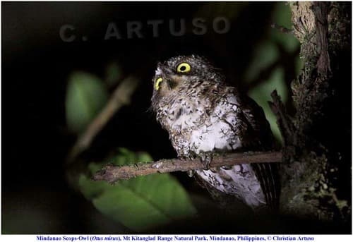 Mindanao Scops-Owl
