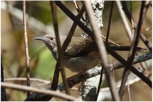 Miombo Wren-Warbler