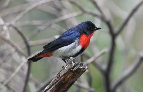 Mistletoebird