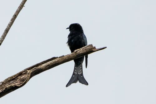 Moluccan Drongo-Cuckoo