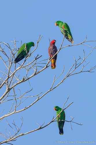 Moluccan Eclectus