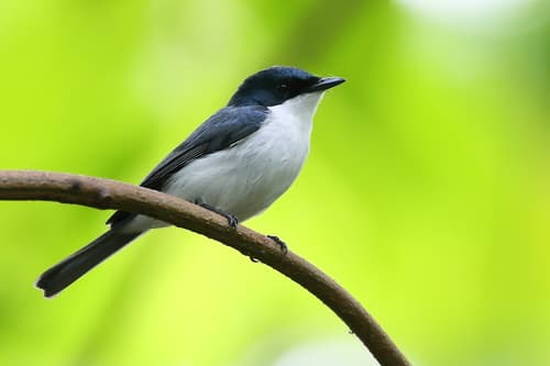 Moluccan Flycatcher