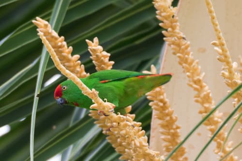 Moluccan Hanging-Parrot