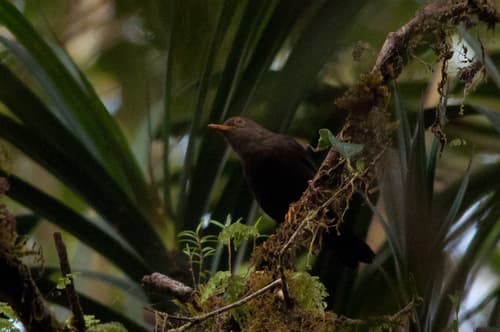 Moluccan island-thrush