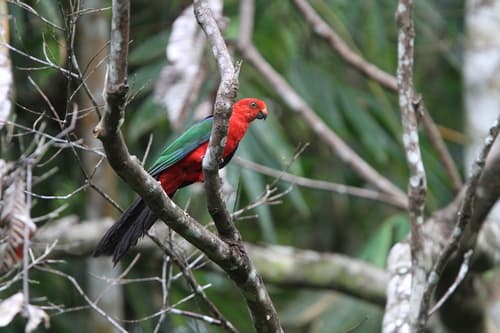 Moluccan King Parrot
