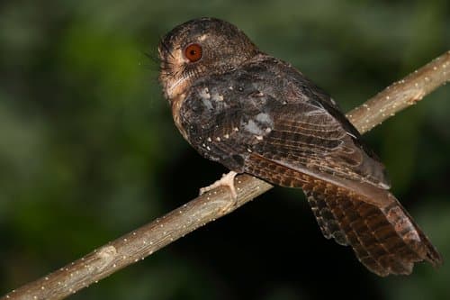 Moluccan Owlet-nightjar