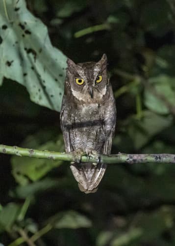 Moluccan Scops-Owl