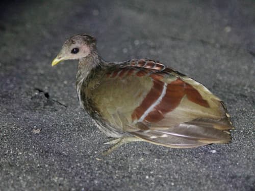 Moluccan Scrubfowl