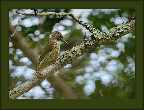 Mombasa Woodpecker