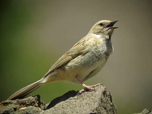 Mongolian Accentor