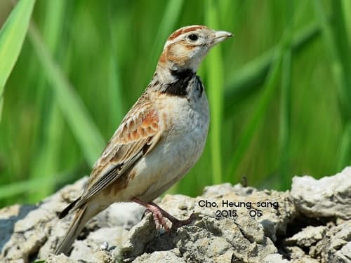 Mongolian Lark
