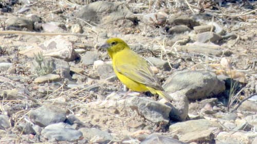 Monte Yellow-Finch