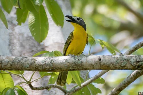 Monteiro's Bushshrike