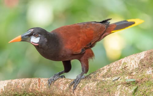 Montezuma Oropendola