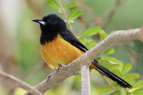 Montserrat Oriole