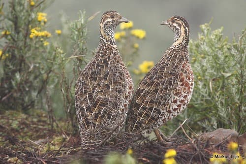 Moorland Francolin