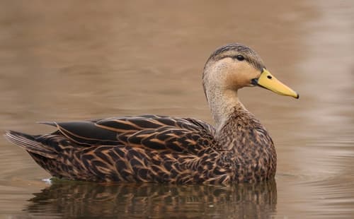 Mottled Duck