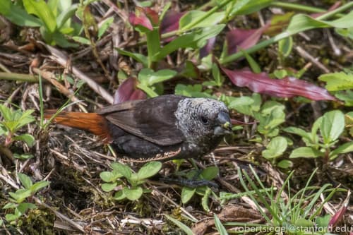 Mottled Munia