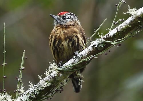 Mottled Piculet