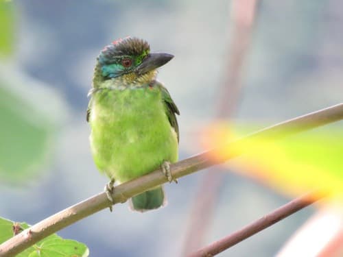 Mountain Barbet