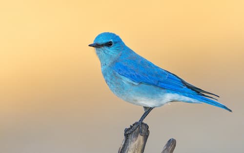Mountain Bluebird