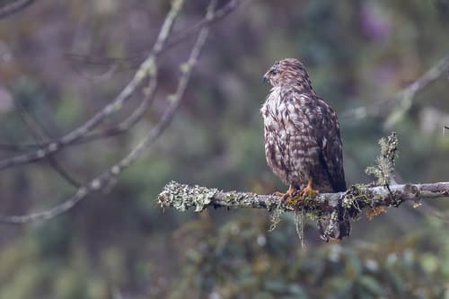 Mountain Buzzard
