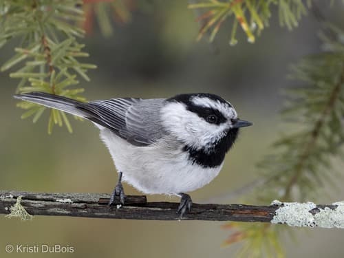 Mountain Chickadee