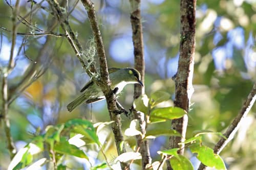 Mountain Honeyeater