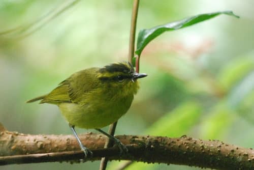 Mountain Leaf Warbler