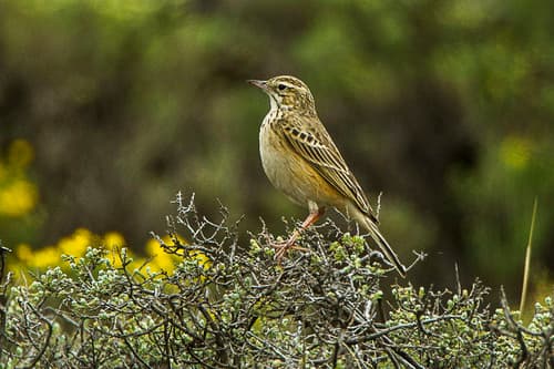 Mountain Pipit