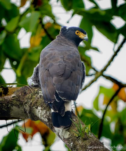 Mountain Serpent-Eagle